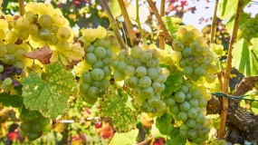 成熟绿色葡萄水果图片